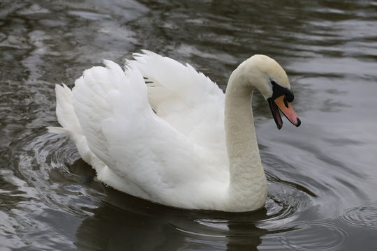 Swan in defensive postition on lake