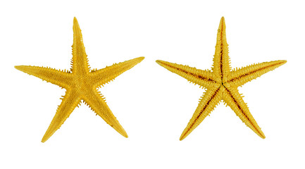 Fototapeta na wymiar two yellow sea star ,isolated on white background