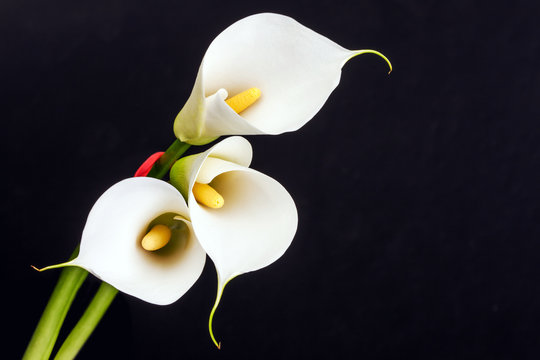 Fototapeta White Calla lilies over black background.