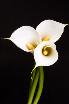 Fototapeta White Calla lilies over black background.