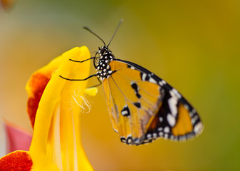 Beautiful Plain Tiger butterfly (Danaus chrysippus) perching on flower.