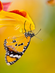 Beautiful Plain Tiger butterfly (Danaus chrysippus) perching on flower.
