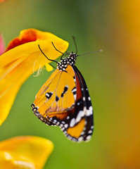 Beautiful Plain Tiger butterfly (Danaus chrysippus) perching on flower.
