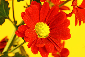 Red Chrysanthemum on yellow background