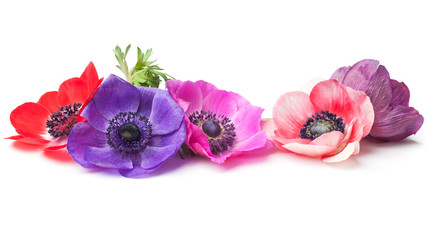 Anemone flowers lying down on white background