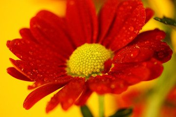 Red Chrysanthemum on yellow background