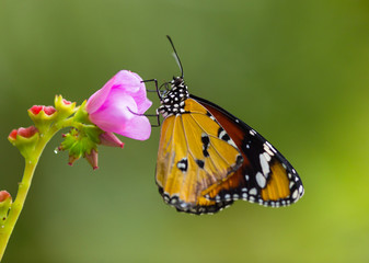 Fototapeta na wymiar Beautiful Plain Tiger butterfly (Danaus chrysippus) perching on flower.