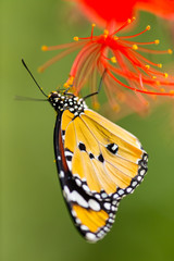 Beautiful Plain Tiger butterfly (Danaus chrysippus) perching on flower.