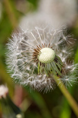 Dandelion on the meadow at greens background. Close up