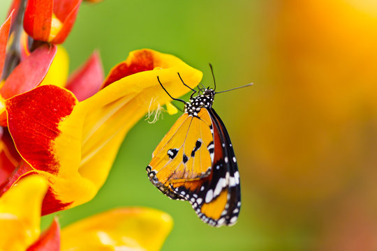 Beautiful Plain Tiger butterfly (Danaus chrysippus) perching on flower.