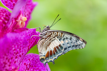 Beautiful Charaxes castor castor perching on orchid flower.