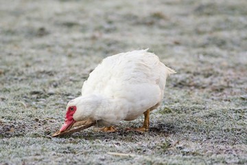 Portrait einer weiblichen Warzenente / Portrait of a female wart duck