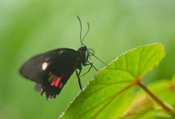 Parides sp. common mormon butterfly on green nature background