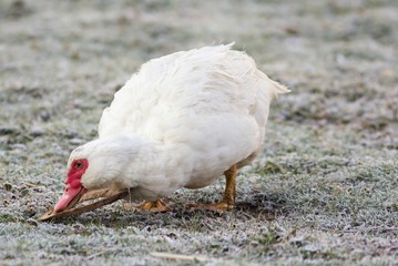 Portrait einer weiblichen Warzenente / Portrait of a female wart duck
