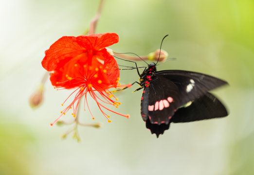 Parides sp. common mormon butterfly on red blossom.