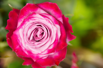 Perfect pink rose flower on wood outdoors nice