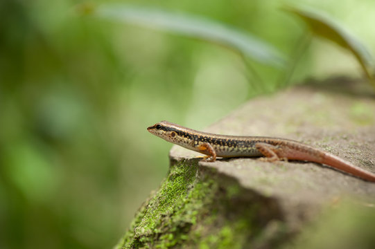 skink or scincoid lizard,Thailand