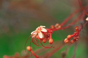 Red flower on the field with soft filter