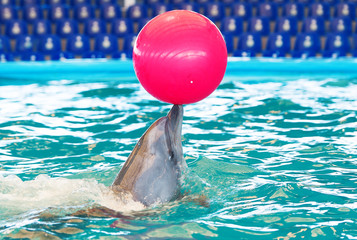 Dolphin and a red ball on nose.