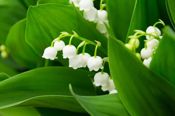 Papier Peint photo Autocollant Muguet Lily of the valley, which bloom in the garden