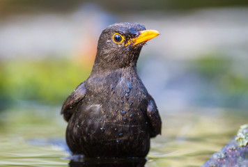 The Blackbird