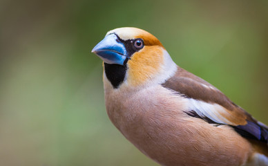 Fototapeta premium The Hawfinch