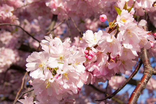 Blühender Baum im Frühling