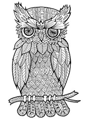 doodle illustration of owl