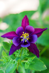  Aquilegia - columbine blooming over nature. 