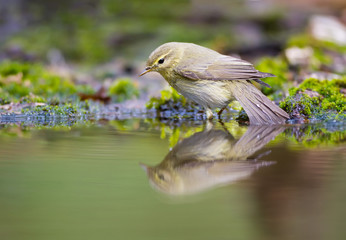 The Chiffchaff and her reflection
