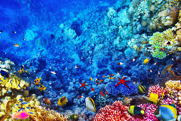 Wonderful and beautiful underwater world with corals and tropica