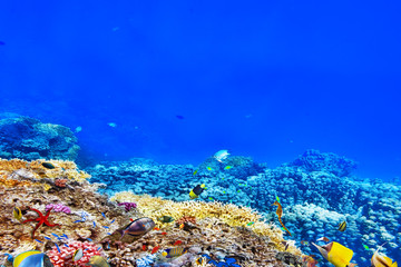 Plakat Wonderful and beautiful underwater world with corals and tropica