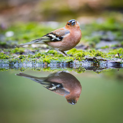 The Chaffinch and his reflection