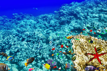 Naklejka na ściany i meble Wonderful and beautiful underwater world with corals and tropica