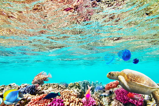 Wonderful and beautiful underwater world with corals and tropica