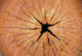 Wood texture of cut tree trunk