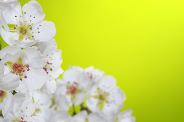 Spring blossom with soft blur background