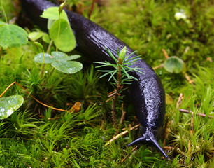 slug in forest
