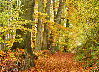 Autumn forest with sun and copy space. View of a single lane road in an autumn forest.