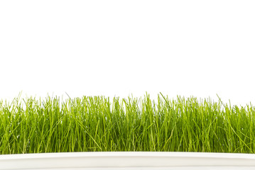 Fototapeta na wymiar Fresh green grass texture isolated