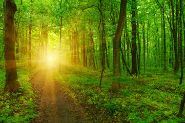 Forest and sun