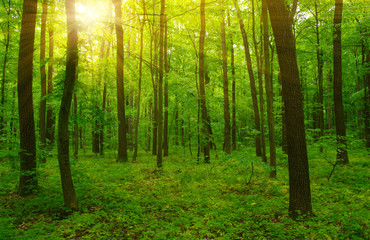 Forest and sun