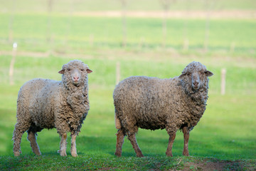 Two sheep on freshly pasture