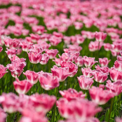 Blooming bright tulips