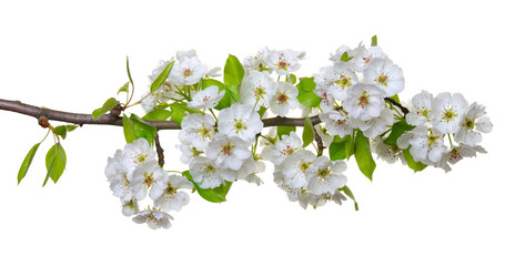  blossoms isolated on white