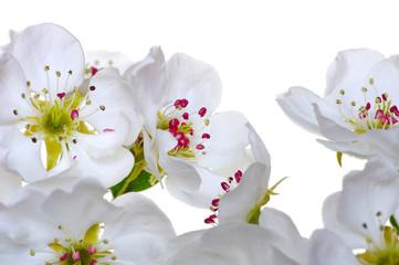  blossoms isolated on white