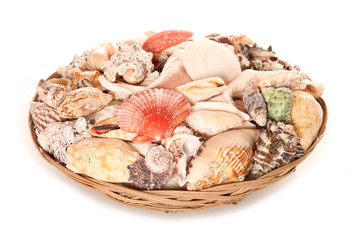 bowl of seashells house decoration