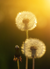 Fototapeta premium dandelions in the sun