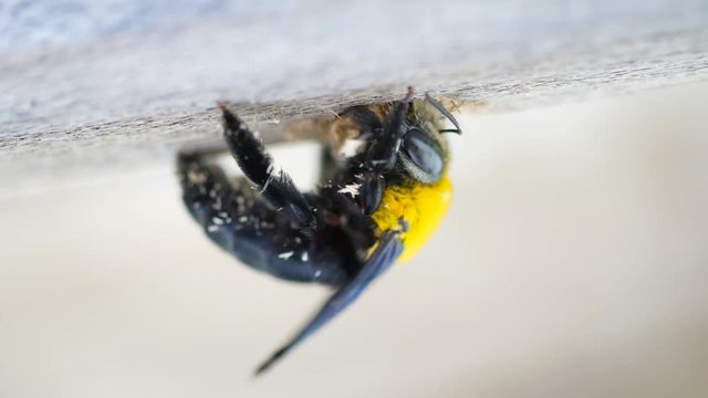 super Macro of a black and yellow hornet making a hole in a wood