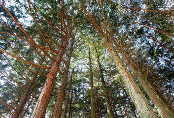 Fototapeta premium top view of pine forest